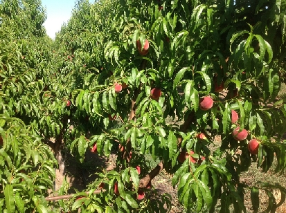 Peaches prior harvest