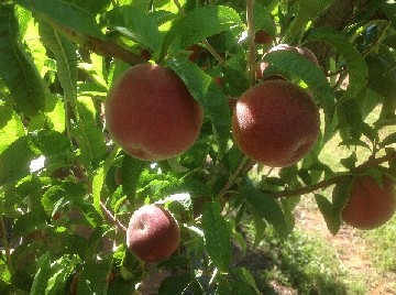 White Peaches