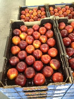 Yellow Nectarines