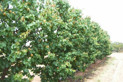apricots prior harvest
