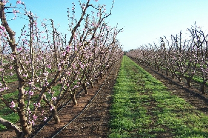 Fruit trees blossom