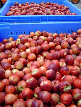 Nectarines in bulk