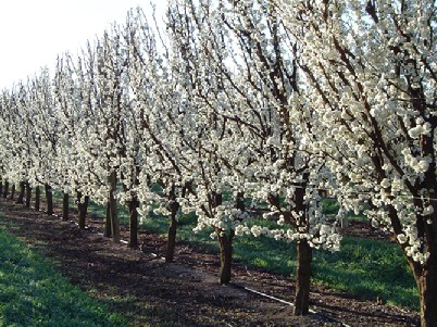 Plums full blossom